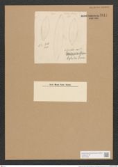 Surirella sp. (de-Toni-Nr.: Genus 53, Species 2216 ?) Zeichnungen Sammlung Grunow Nr. 4814 (NHMW-BOT-W0372969)